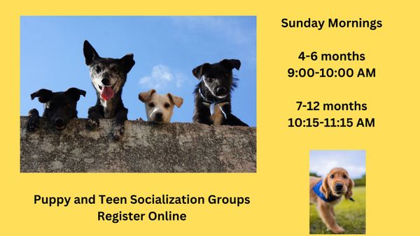 Puppy and Teen Socialization Groups (1).jpg