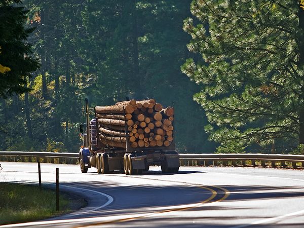 Logging truck full of cut logs driving down a winding forested road