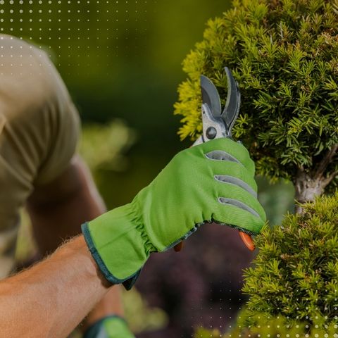 TREE & SHRUB CARE