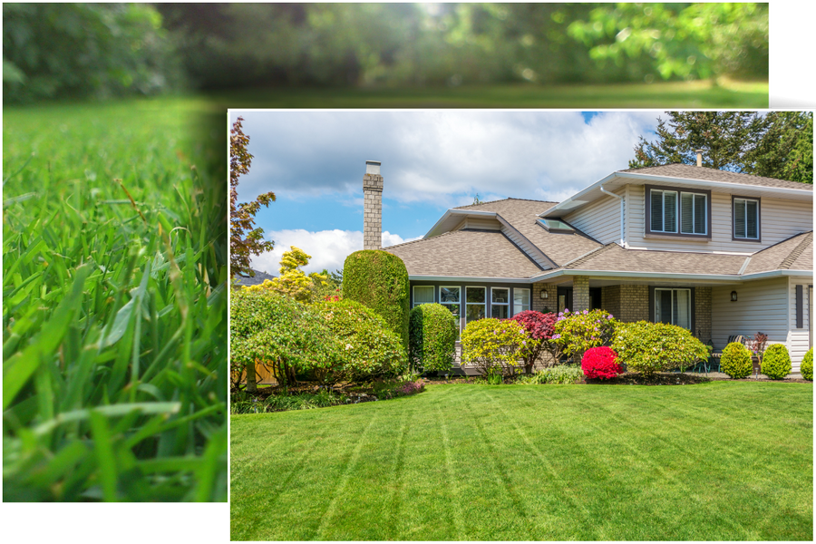 mowed lawn