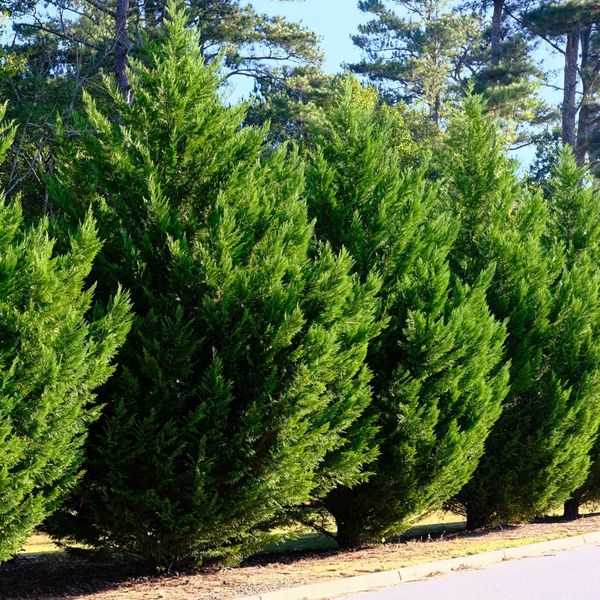 TREE & SHRUB CARE