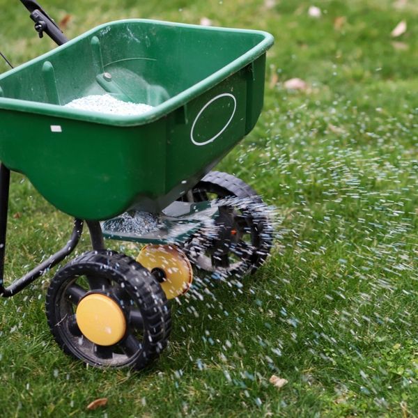 spreading grass seed