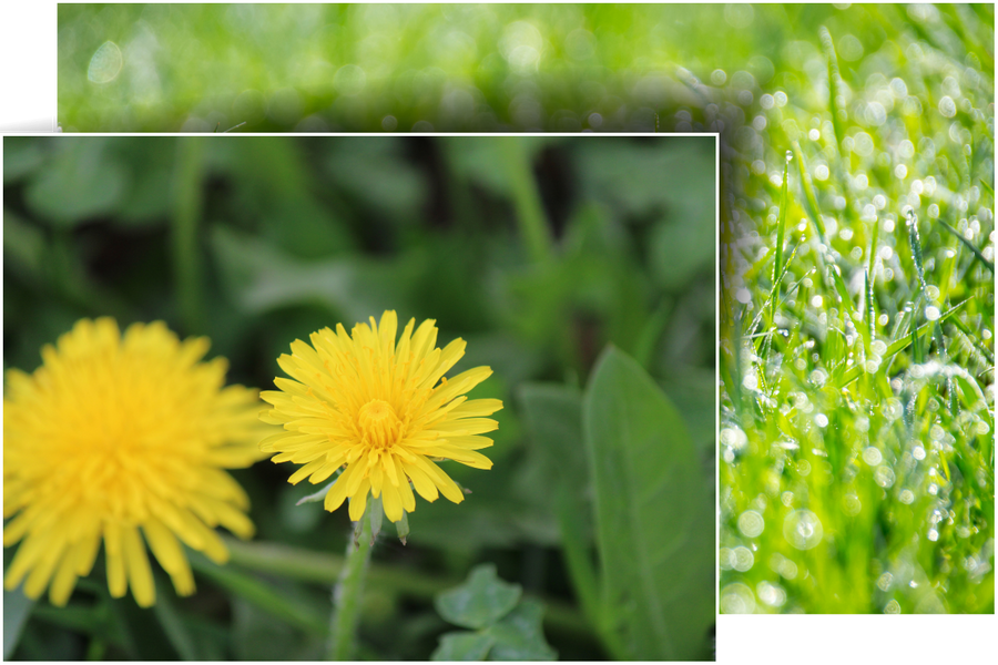 weeds