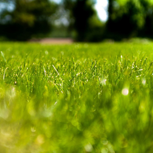 green grass green grass