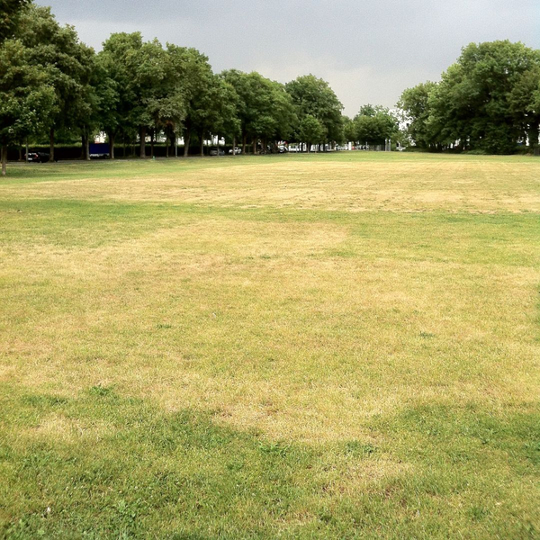 grass with dry areas