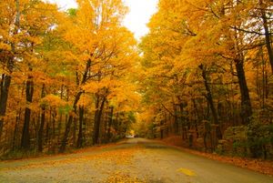 fall-foliage-161024-580e2032deb78.jpg