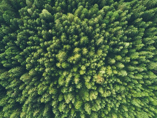 Topical view of a green forest