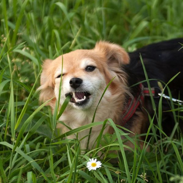 a small dog eating grass