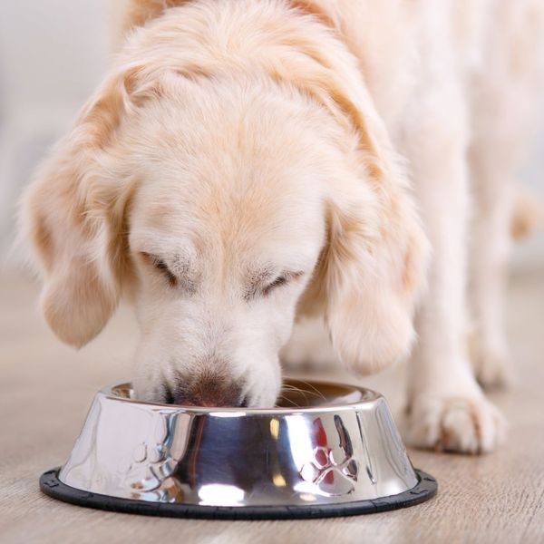 a lab eating food from a bowl