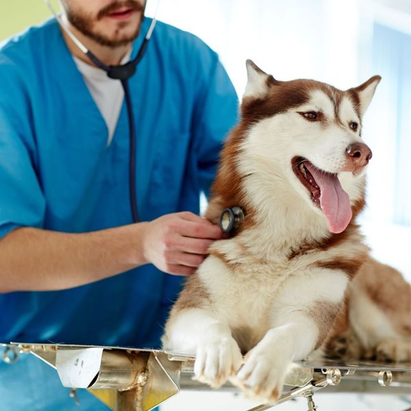 a panting dog being examined at a vet office