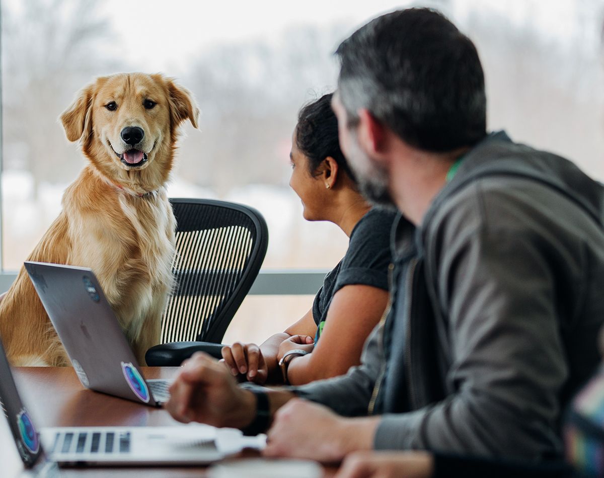 Owner on a computer with a dog