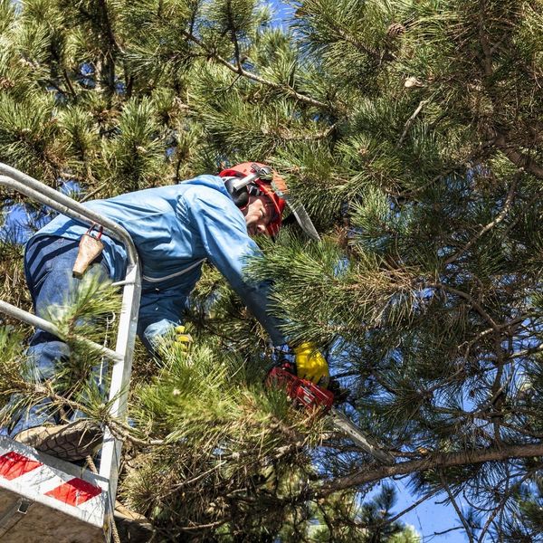 A tree service worker in safety gear including a helmet and ear protection, using a chainsaw to trim branches from a tall evergreen tree while operating from an aerial lift.