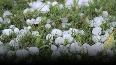 large hail on grass