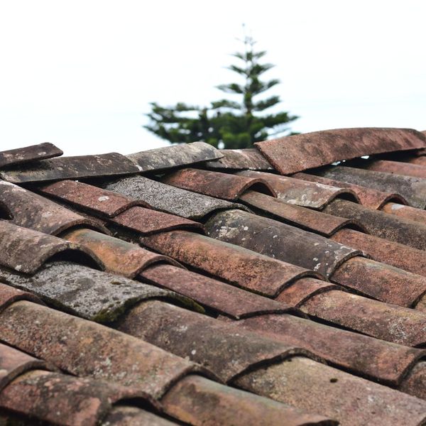 shingles on roof