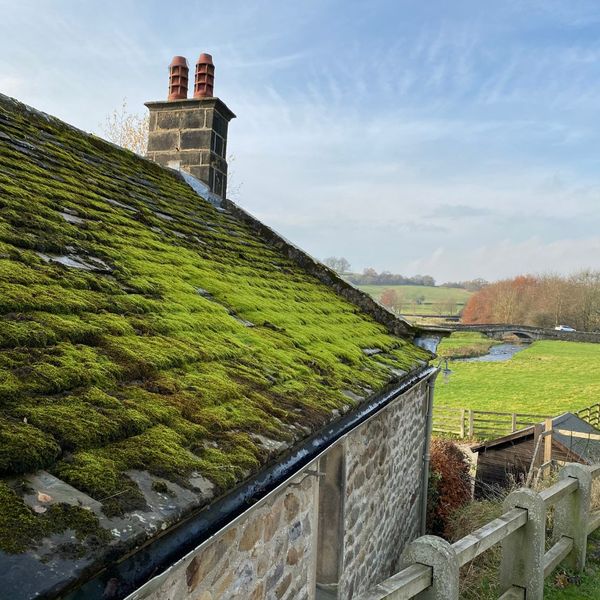 moss on roof