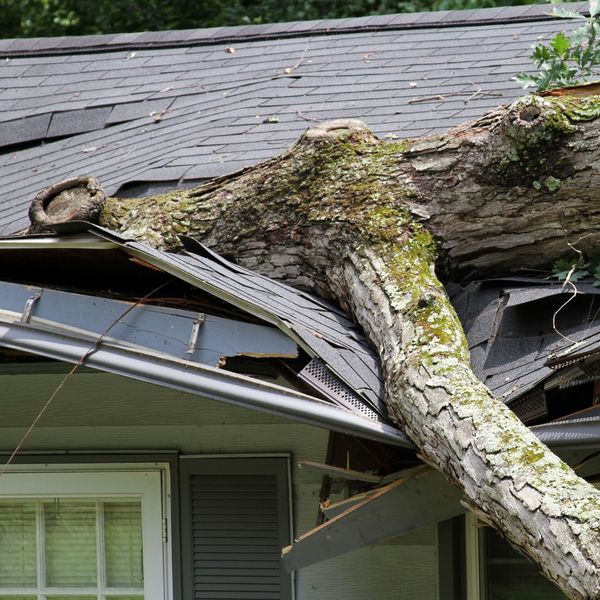 tree limb damage