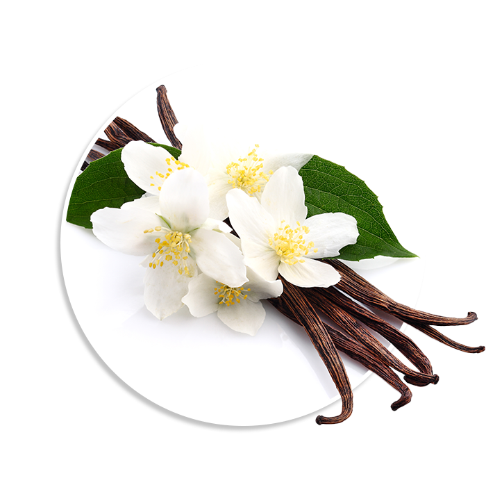 Vanilla with jasmine in closeup
