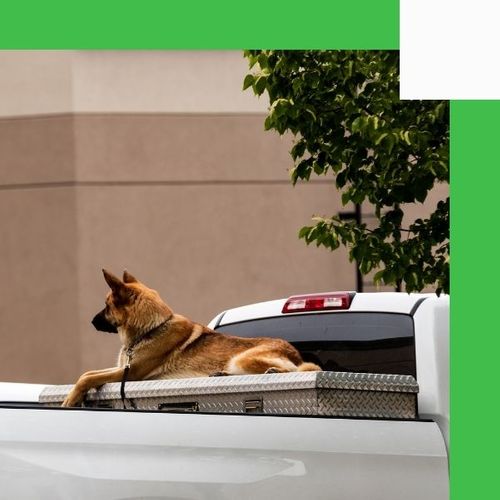 dog sitting on a truck bed toolbox