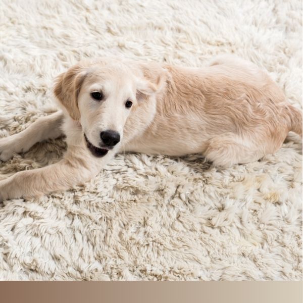Dog laying on fluffy carpet