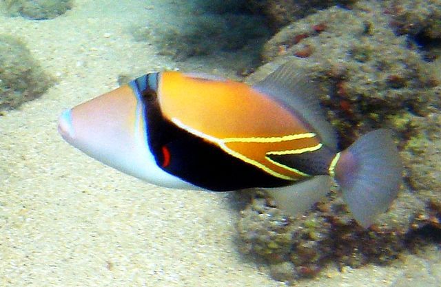 Reef_Triggerfish_1.JPG - Imgur.jpg