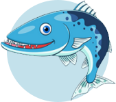 barracuda