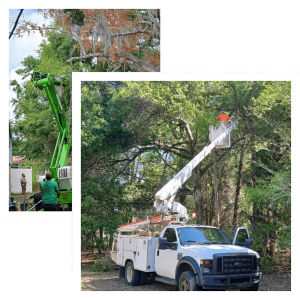 treetrimming (2) (1).png