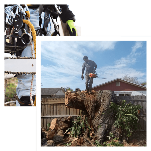 treeremoval (2) (1).png