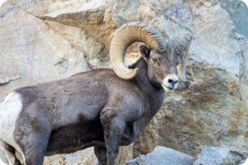 bighorn sheep. 