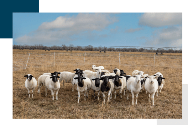 land and ranch 1 (1).png