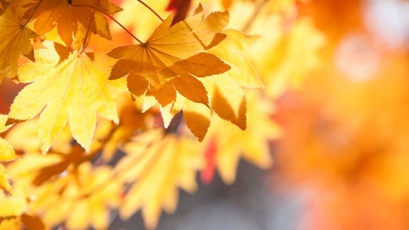 Fall Foliage Designs.jpg