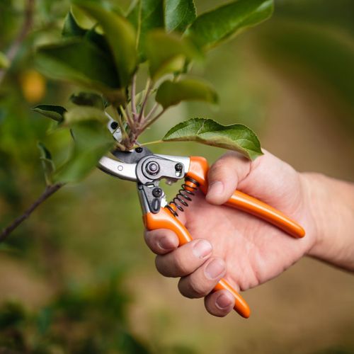 pruning with sheers