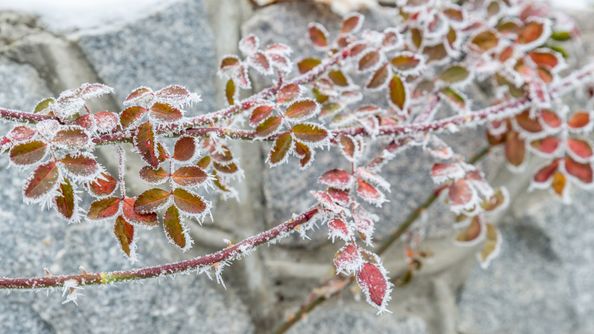 frost on leaves