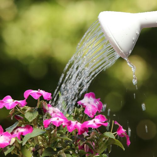 watering flowers