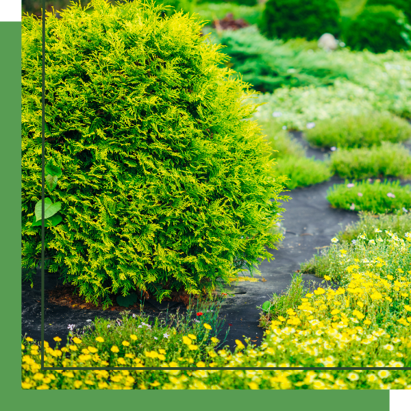 commercial flower bed