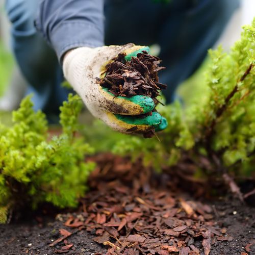 landscaper holding mulch