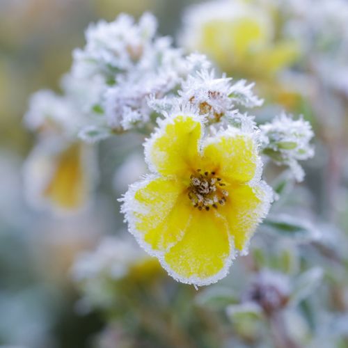 closeup of frost on a plant