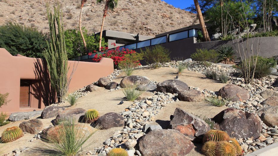 a rocky garden full of arid plants