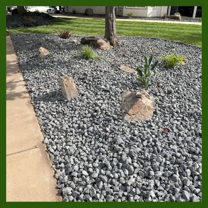 a variety of cactus and other arid plants in a rocky garden