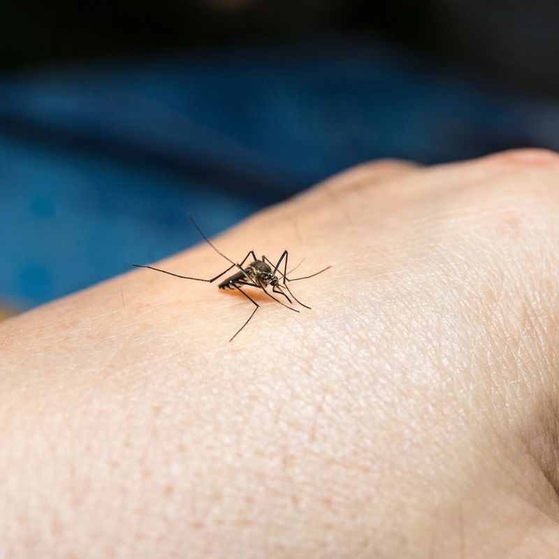mosquito landing on someone's hand