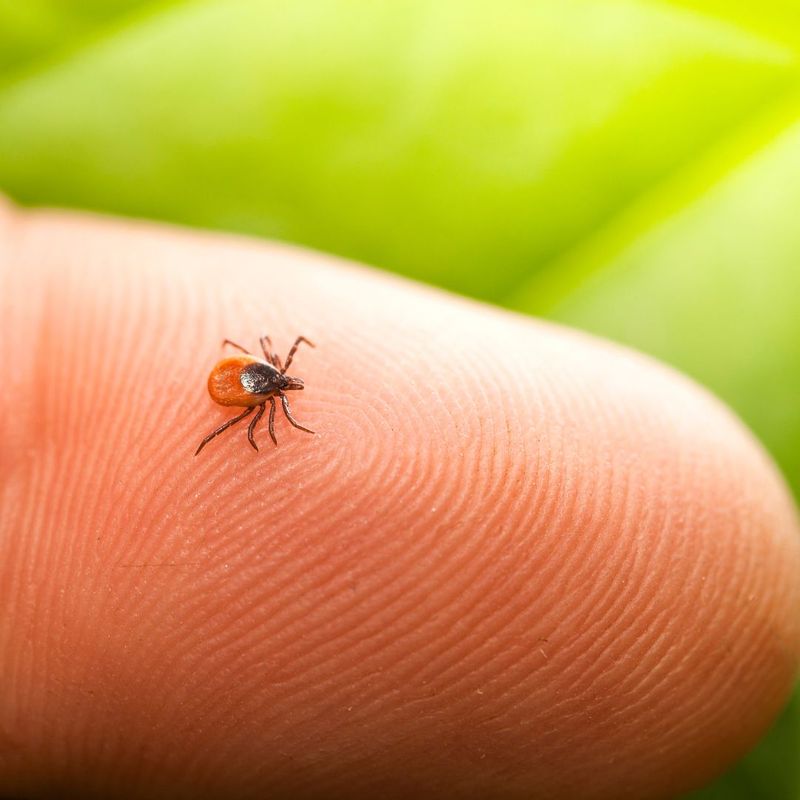 A small tick on a person's finger