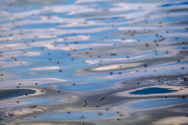 Mosquitos In Water.jpg