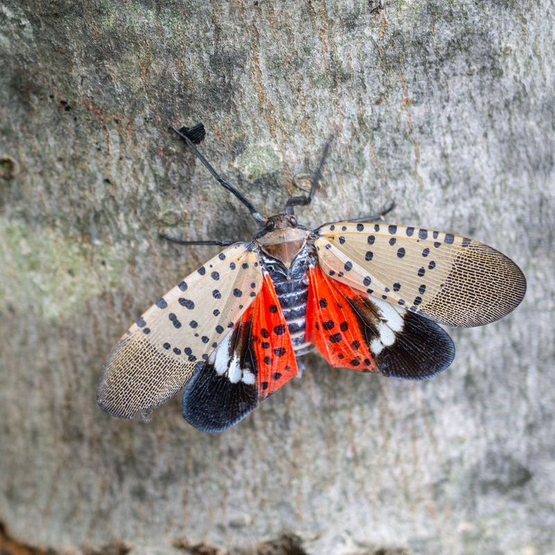 Spotted Lanternfly on a tree with its wings open