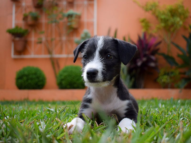 A cute puppy in a backyard