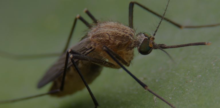 Image of a mosquito on a leaf