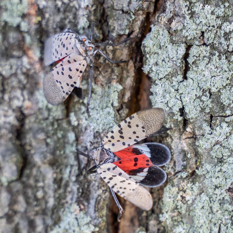 a couple of Spotted Lanternfly on a tree