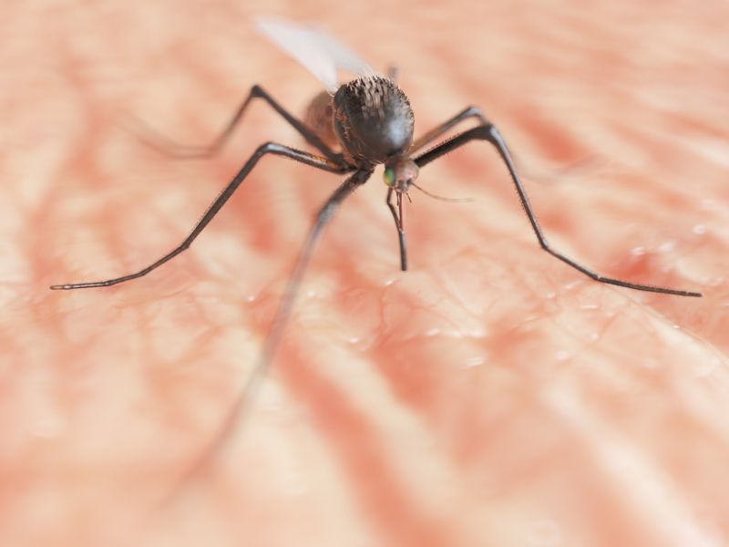Mosquito on Skin.jpg