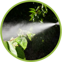Image of trees being sprayed with pesticide