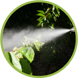 Image of trees being sprayed with pesticide