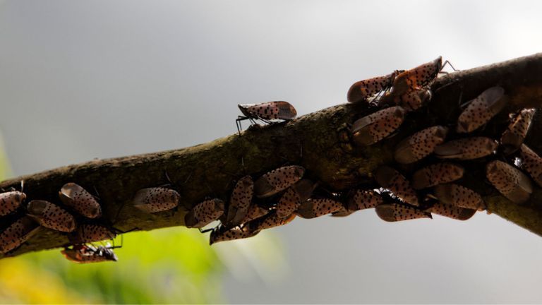 M34217 - Your Mosquito Pros - Spotted Lanternfly An Invasive Pest and How to Deal With Them Featured img.jpg
