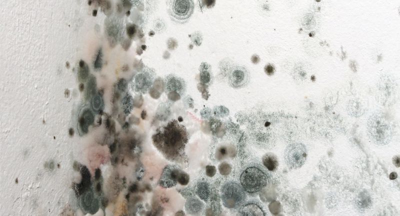 mold on a wall